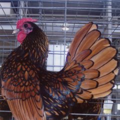 Golden Sebright Bantam Rooster