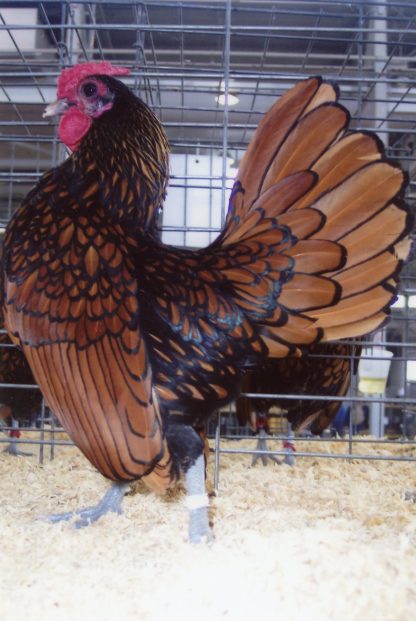 Golden Sebright Bantam Rooster