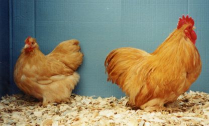 Buff Cochin Bantam