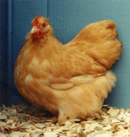 Buff Cochin Bantam