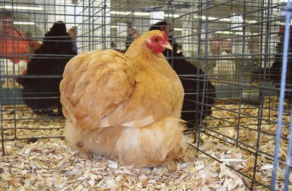 Buff Cochin Bantam