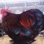 Partridge Cochin Bantam Chicken For Sale