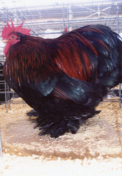 Partridge Cochin Bantam Chicken For Sale