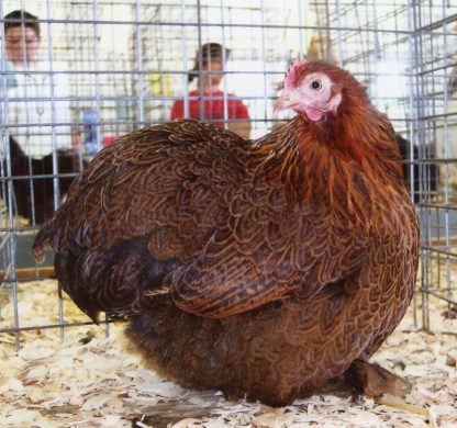 Partridge Cochin Bantam Chicken