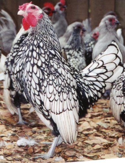 Silver Sebright Bantams