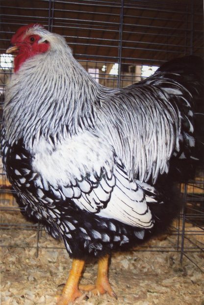 Black Laced Silver Wyandotte Chicken