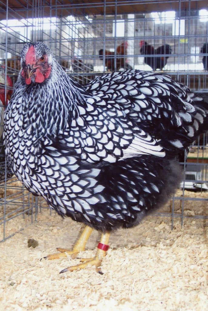 Black Laced Silver Wyandotte