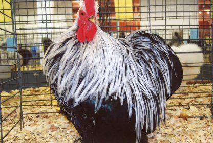 Birchen Cochin Bantam