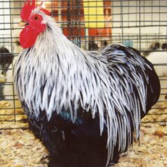 Birchen Cochin Bantam Roosteer