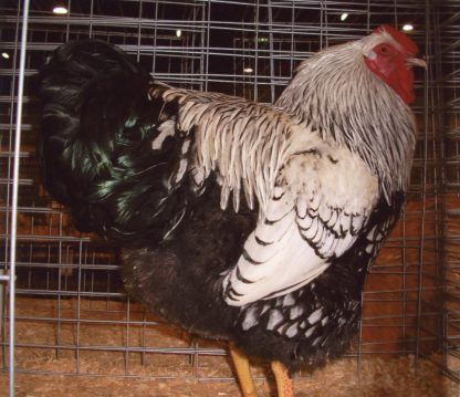 Black Laced Silver Wyandotte Chicken