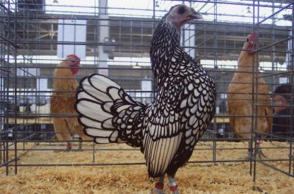 Silver Sebright Bantam