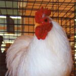 White Cochin Bantam Chicken