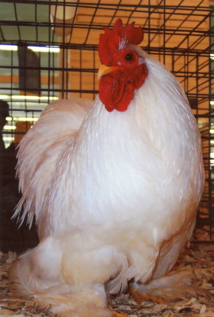 White Cochin Bantam Chicken