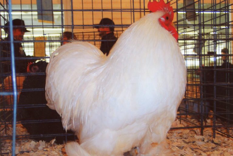 White Cochin Bantam Chicken
