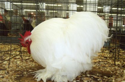 White Cochin Bantam Chicken