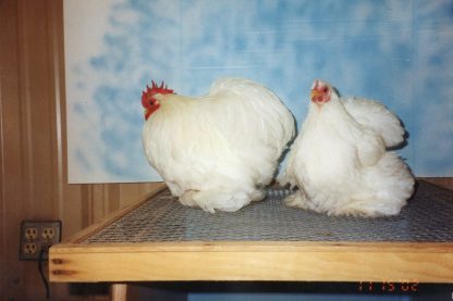 Buy White Cochin Bantam Chicken at Cackle Hatchery®