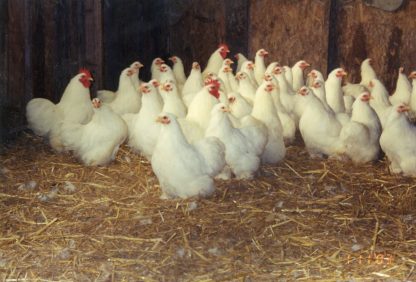 Flock of White Cochin Bantam Chicken