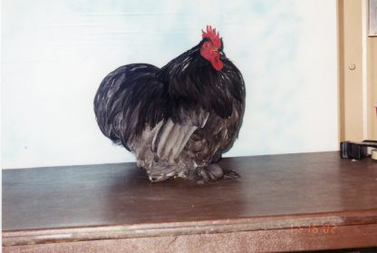 Blue Cochin Bantam Chicken