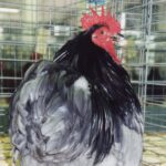 Blue Cochin Bantam Chicken