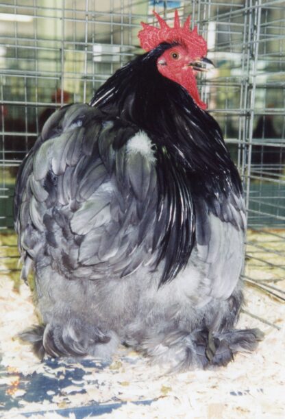 Blue Cochin Bantam Chicken