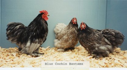 Blue Cochin Bantam Chicken