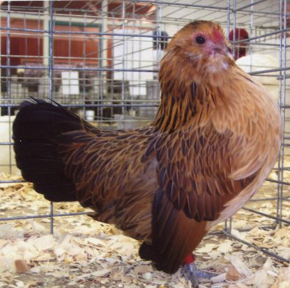 Quail Belgian Bearded d'Anver Bantam-3101