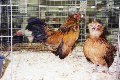 Quail Belgian Bearded d'Anver Bantam-3098