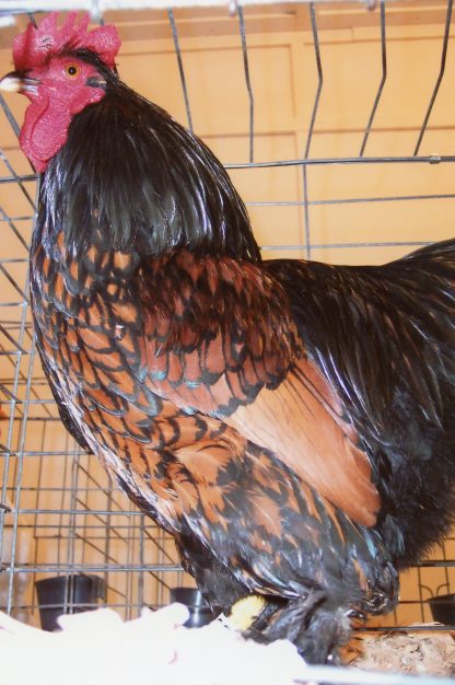 Golden Laced Cochin Bantam