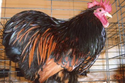 Golden Laced Cochin Bantam