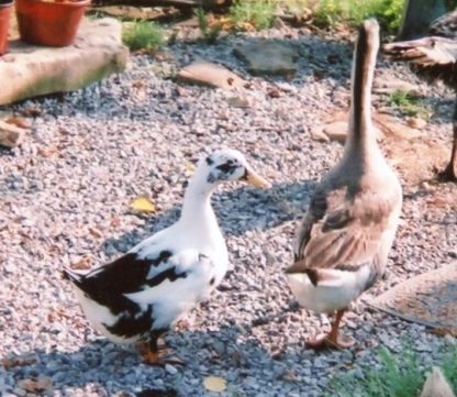 Ancona Ducks