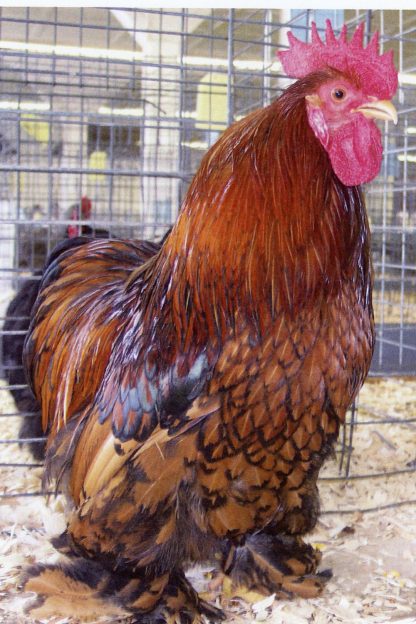 Golden Laced Cochin Bantam