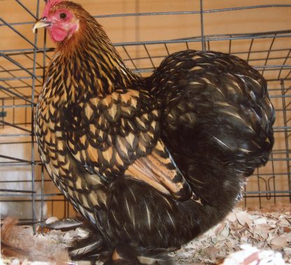 Golden Laced Cochin Bantam Hen