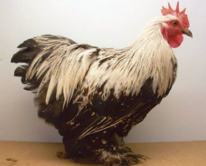 Silver Penciled Cochin Bantam Chicken