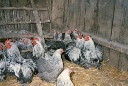 Silver Pencil Cochin Bantam Chickens