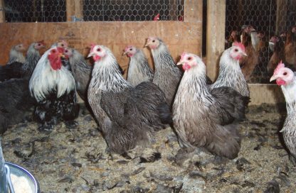 Baby Silver Pencil Cochin Bantam Chickens