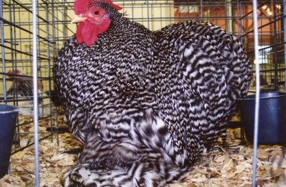 Barred Cochin Bantam Chicken