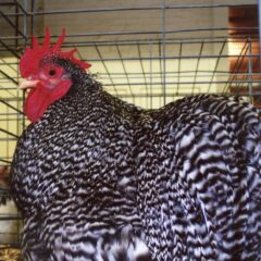 Barred Cochin Bantam Chicken Rooster