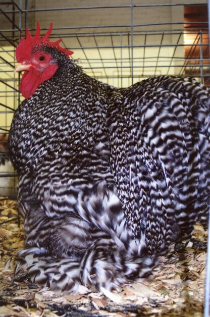 Barred Cochin Bantam Chicken Rooster