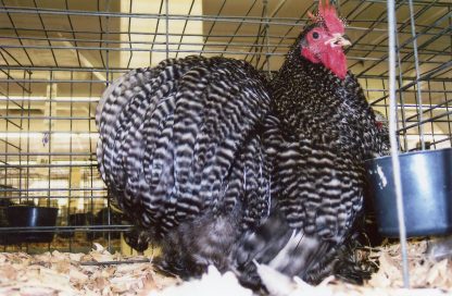 Barred Cochin Bantam Chicken