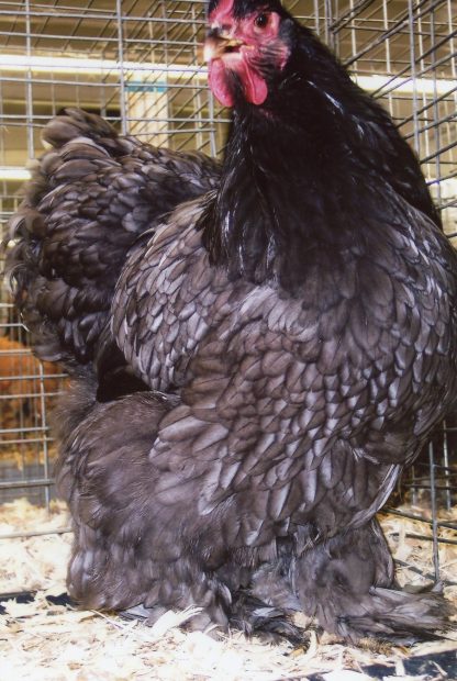 Blue Cochin Standard Chickens