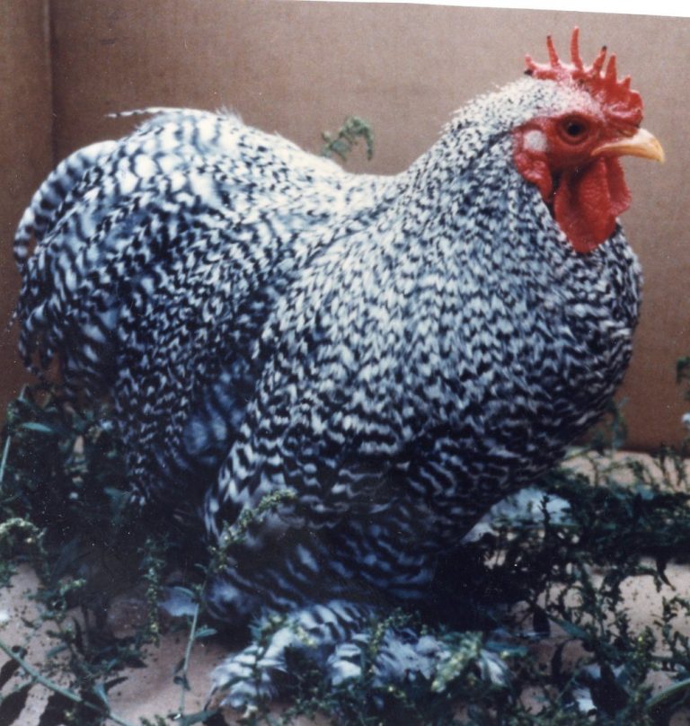 Barred Cochin Bantam Chicken