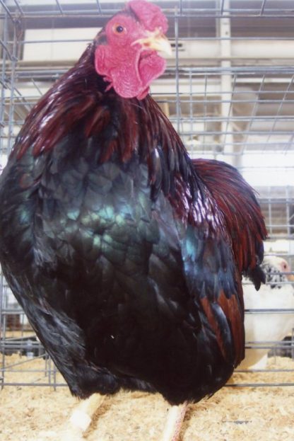 Partridge Wyandotte Bantam Rooster Chicken Breed