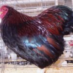 Partridge Wyandotte Bantam Rooster Chicken Breed