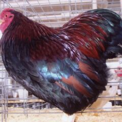 Partridge Wyandotte Bantam Rooster Chicken Breed