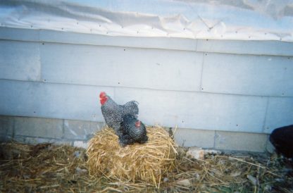 Barred Cochin Bantam Chicken