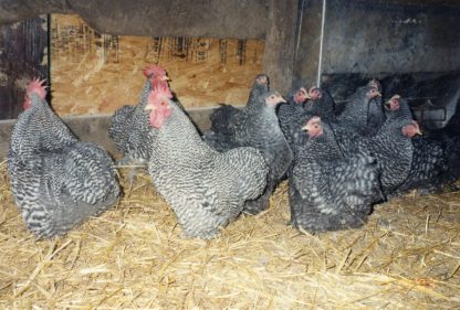 Barred Cochin Bantam Chickens