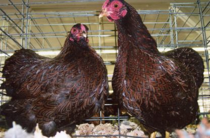 Partridge Wyandotte Bantam Chickens