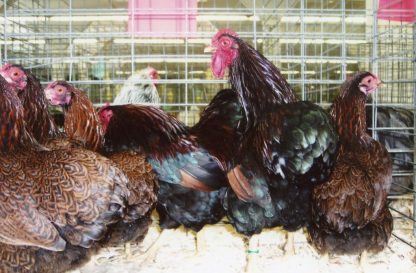 Flock of Partridge Wyandotte Bantam Chickens