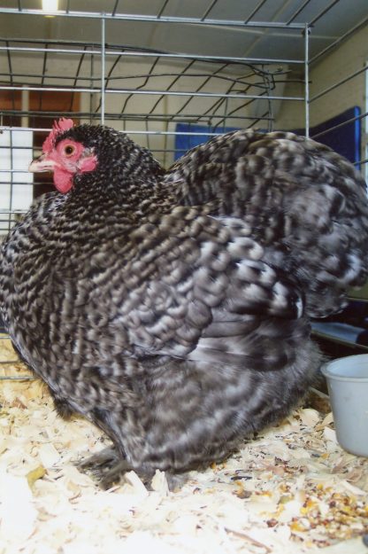 Barred Cochin Bantam Chicken Hen