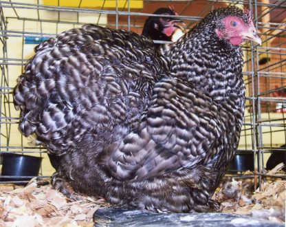 Barred Cochin Bantam Chicken